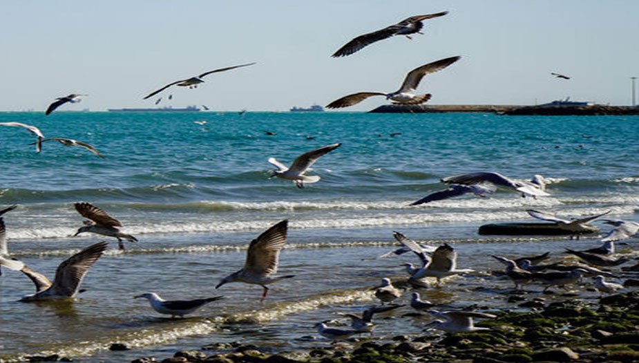 A new way to protect the marine environment in the Persian Gulf