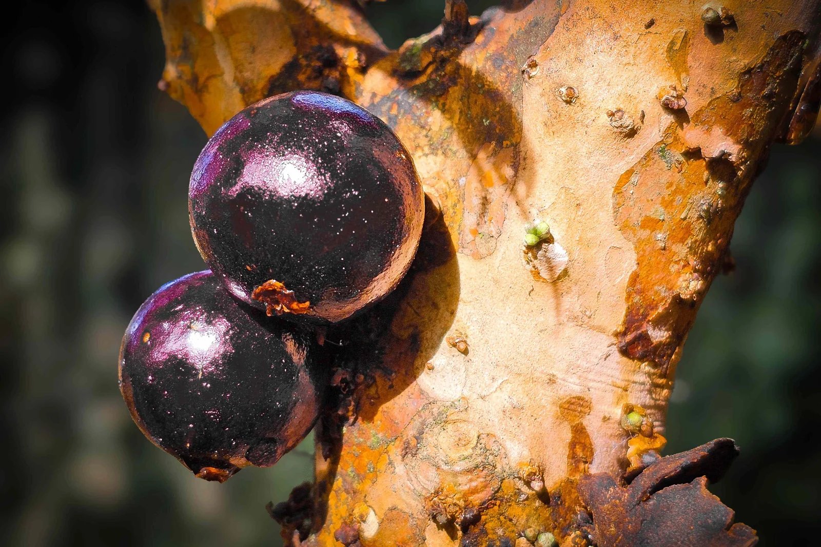 Is Jaboticaba the Next Breakout Superfood Researchers Think So